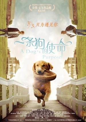 一条狗的使命/为了与你相遇